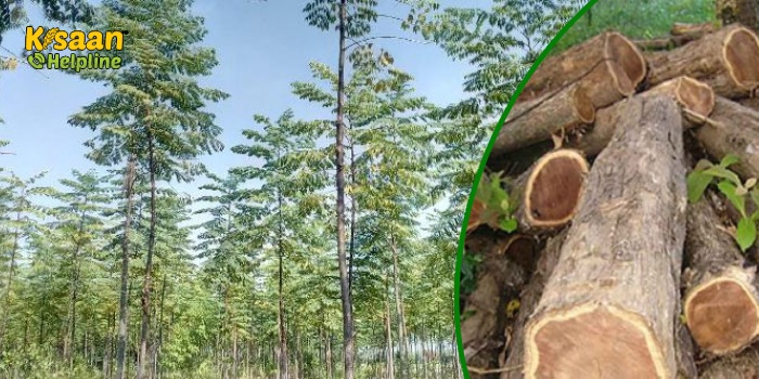 मालाबार नीम की खेती करके कर सकते है अच्छी कमाई, जानिए मालाबार नीम की विशेषताएं